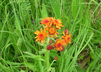 Orangerotes Aschkraut (Tephroseris aurantiaca) - © Bernard Wieser